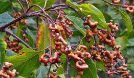 广州蛇头泡酒爆料视频大全,视频大全带你探秘神秘泡酒文化